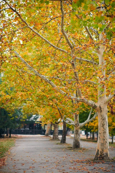 Bellissimi Alberi Nella Strada Della Città Autunno — Foto Stock