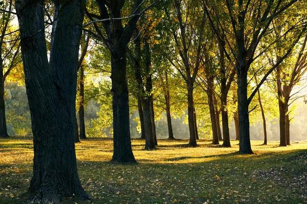 Sonbahar Ormanda Güneş Batımında Güzel Ağaçlar — Stok fotoğraf