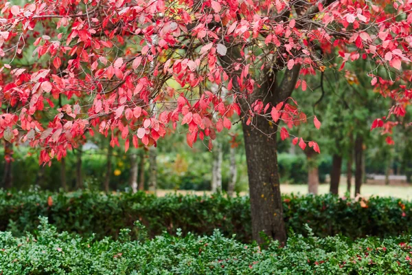 Beautiful red plum trees in the autumn season — Stock Photo, Image