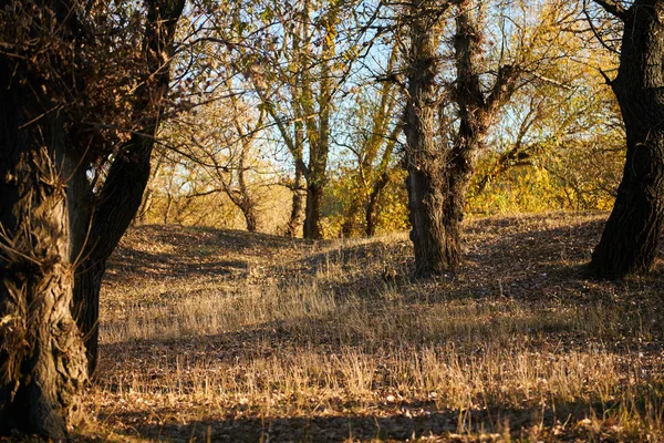 Beautiful trees in the autumn forest, bright sunlight at sunset — Stock Photo, Image