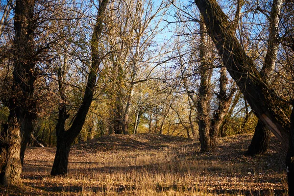 Beautiful trees in the autumn forest, bright sunlight at sunset — Stock Photo, Image