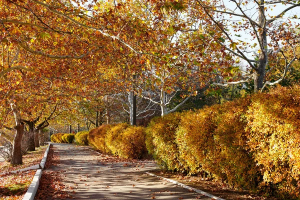 Beautiful Trees City Street Autumn Season — Stock Photo, Image