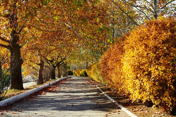 Beautiful Trees City Street Autumn Season — Stock Photo, Image