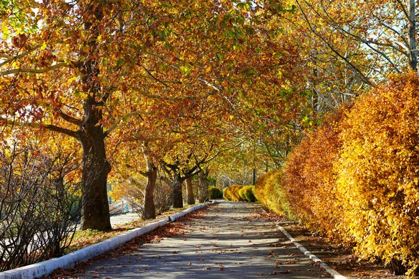 Beautiful Trees City Street Autumn Season — Stock Photo, Image