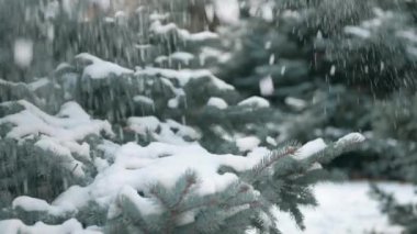 Güzel kış manzara karlı köknar ağaçları ve yağan kar