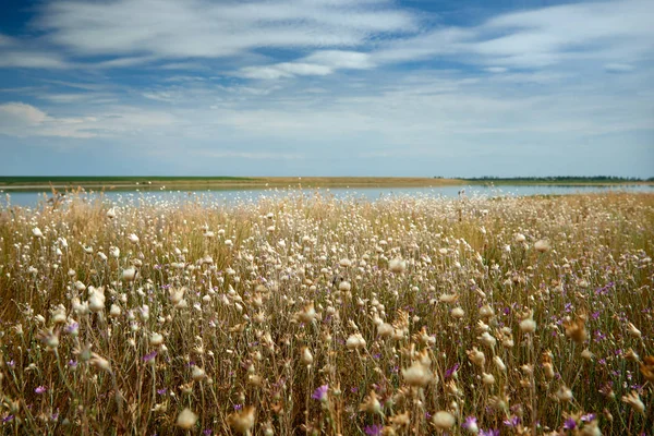 Beau Paysage Été Fleurs Sauvages Lac Beau Ciel — Photo