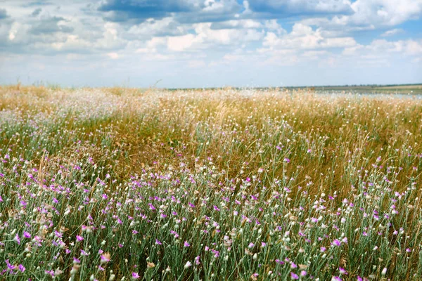 Hermoso Paisaje Verano Flores Silvestres Lago Hermoso Cielo —  Fotos de Stock