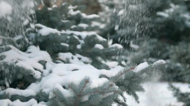 Güzel kış manzara karlı köknar ağaçları ve yağan kar