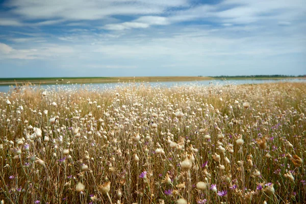 Vacker Sommarlandskap Vildblommor Sjön Och Vacker Himmel — Stockfoto