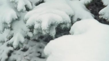 Kış sezonu. Kar fırtınasında karlı köknar ağaçları vardır.