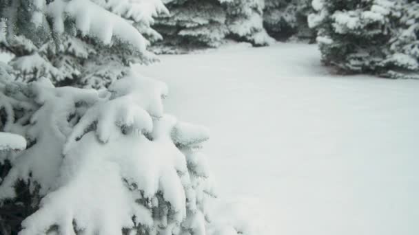 Stagione Invernale Gli Abeti Nevosi Sono Tempesta Neve — Video Stock