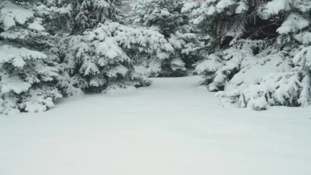 Temporada Inverno Abetos Nevados Estão Numa Tempestade Neve — Vídeo de Stock