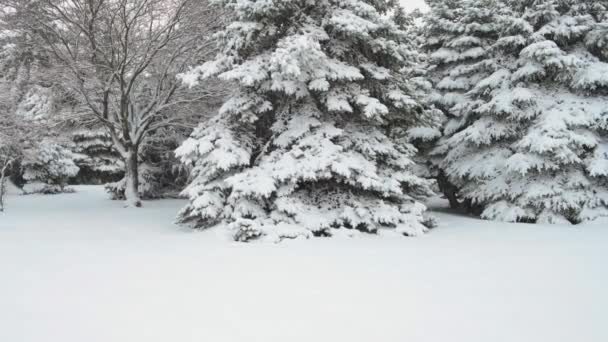 Χειμερινή Σεζόν Χιονισμένα Έλατα Είναι Στη Χιονοθύελλα — Αρχείο Βίντεο