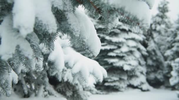 Temporada Invierno Los Abetos Nevados Están Tormenta Nieve — Vídeos de Stock