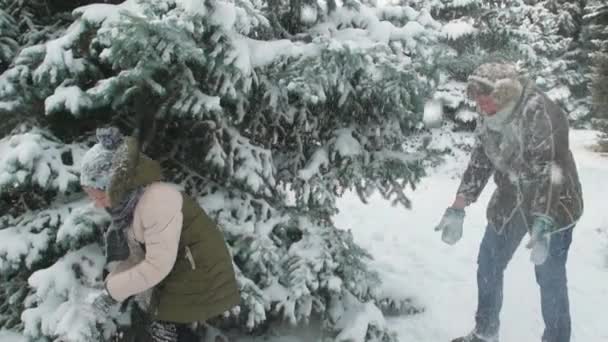 Familie Berust Winter Bos Prachtige Landschap Met Besneeuwde Sparren — Stockvideo