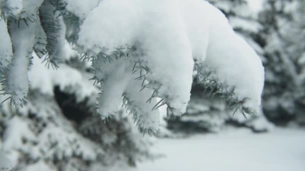 Χειμερινή Σεζόν Χιονισμένα Έλατα Είναι Στη Χιονοθύελλα — Αρχείο Βίντεο