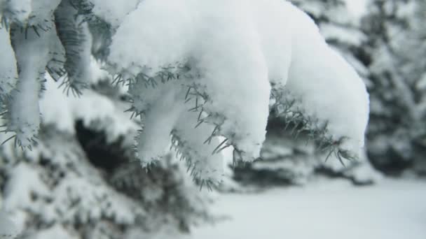 Temporada Invierno Los Abetos Nevados Están Tormenta Nieve — Vídeo de stock