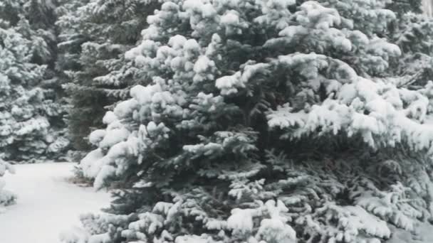 雪杉木在暴风雪中 — 图库视频影像