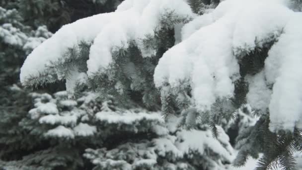 Stagione Invernale Gli Abeti Nevosi Sono Tempesta Neve — Video Stock