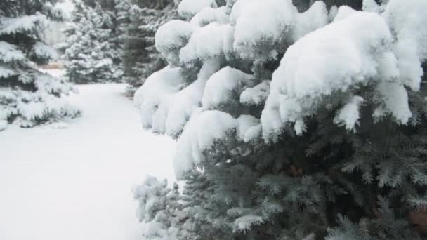 Saison Hiver Les Sapins Neigeux Sont Dans Tempête Neige — Video