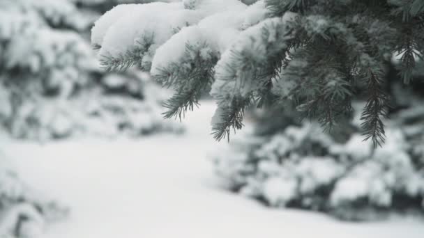 Kış Sezonu Kar Fırtınasında Karlı Köknar Ağaçları Vardır — Stok video