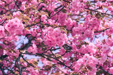 Sakura çiçekler, parlak güzel manzara, bahar mevsimi