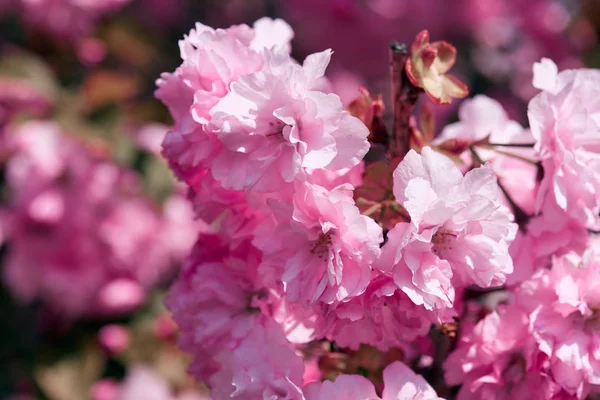 Sakura flores, hermoso paisaje brillante, temporada de primavera —  Fotos de Stock