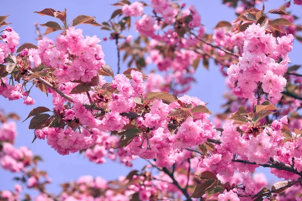 Sakura flores, hermoso paisaje brillante, temporada de primavera —  Fotos de Stock