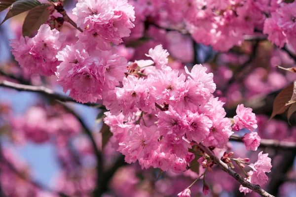 Sakura flowers, bright beautiful landscape, spring season — Stock Photo, Image