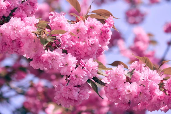 Sakura flores, hermoso paisaje brillante, temporada de primavera —  Fotos de Stock