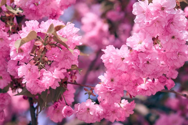 Sakura flores, hermoso paisaje brillante, temporada de primavera —  Fotos de Stock