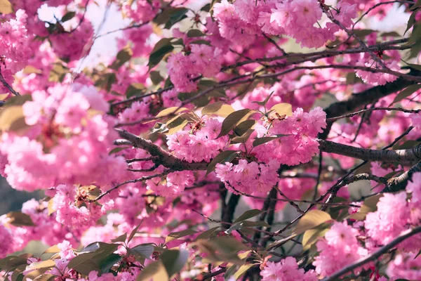 Sakura flowers, bright beautiful landscape, spring season — Stock Photo, Image