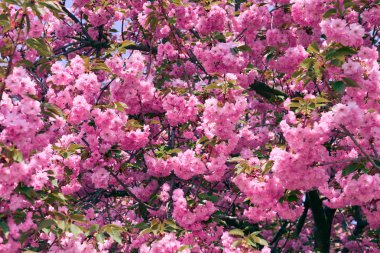 Sakura çiçekler, parlak güzel manzara, bahar mevsimi