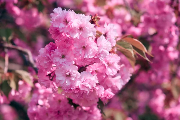 Цветы сакуры, яркий красивый пейзаж, весенний сезон — стоковое фото