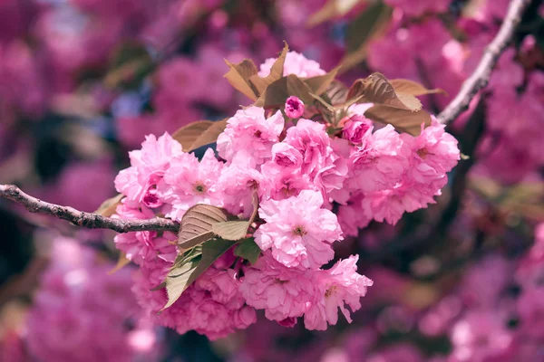 Sakura flowers, bright beautiful landscape, spring season — Stock Photo, Image