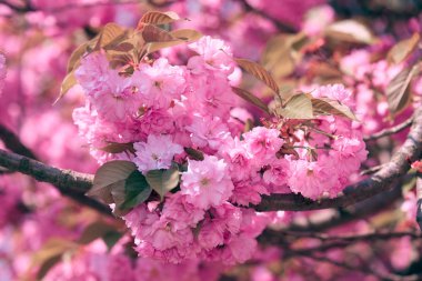 Sakura çiçekler, parlak güzel manzara, bahar mevsimi