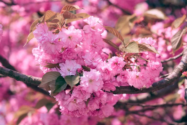 Sakura flores, paisagem bonita brilhante, estação de primavera — Fotografia de Stock