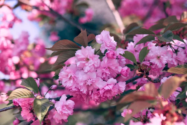 Sakura květiny, zářivě krásnou krajinu, jarní sezóny — Stock fotografie