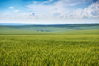 Bahar manzara - buğday, yeşil bitkiler ve güzel gökyüzü genç kulakları ile tarım alanı