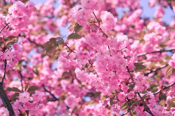 Sakura bloemen, helder mooi landschap, lente seizoen — Stockfoto