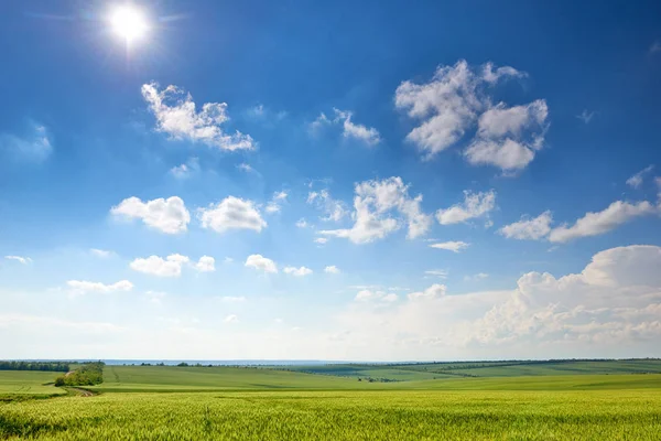 Весенний пейзаж - сельскохозяйственное поле с молодыми колосьями пшеницы, зелеными растениями и красивым небом — стоковое фото