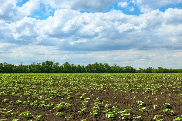 Spring landscape - agricultural field with young sprouts, green plants on black soil and beautiful sky — Stock Photo, Image