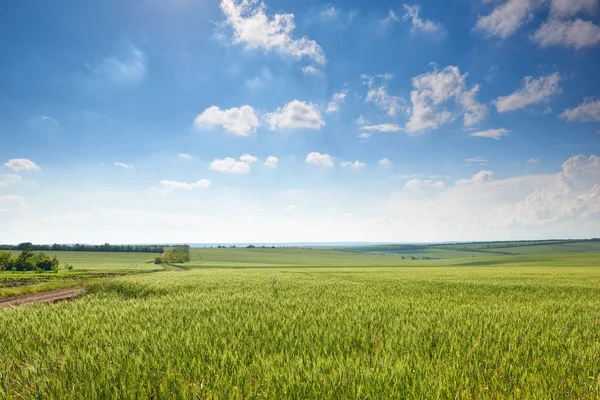 Våren landskap - jordbruksområdet med unga öron av vete, gröna växter och vacker himmel — Stockfoto