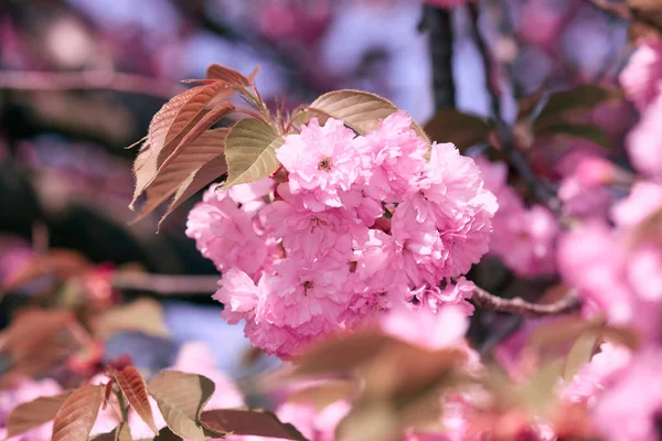 Sakura flores, hermoso paisaje brillante, temporada de primavera —  Fotos de Stock