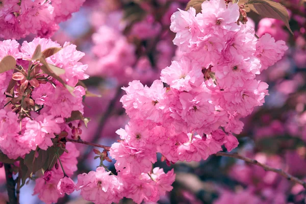 Sakura λουλούδια, φωτεινό όμορφο τοπίο, άνοιξη — Φωτογραφία Αρχείου