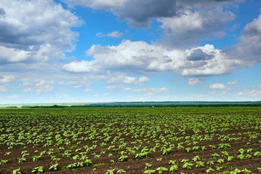 Bahar manzara - genç filizi, yeşil bitkiler üzerinde siyah toprak ve güzel gökyüzü ile tarım alanı