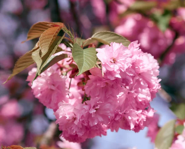 Sakura flores, paisagem bonita brilhante, estação de primavera — Fotografia de Stock