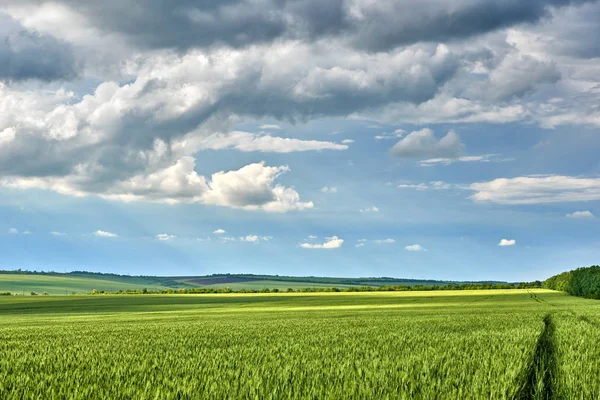 Våren landskap - jordbruksområdet med unga öron av vete, gröna växter och vacker himmel — Stockfoto