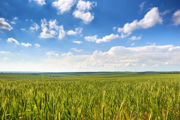 Frühlingslandschaft - landwirtschaftliches Feld mit jungen Ähren, grünen Pflanzen und schönem Himmel — Stockfoto