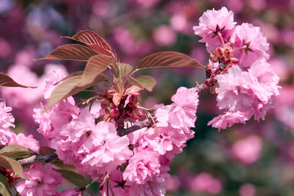 Sakura λουλούδια, φωτεινό όμορφο τοπίο, άνοιξη — Φωτογραφία Αρχείου